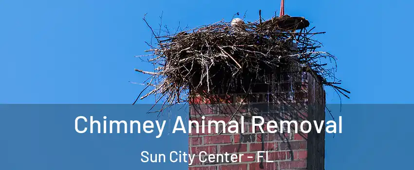  Chimney Animal Removal Sun City Center - FL
