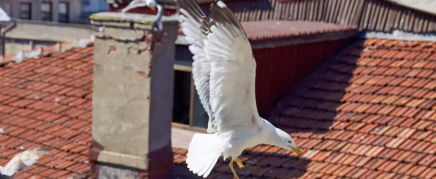 Residential Chimney Animal Removal Solution in Sun City Center, FL