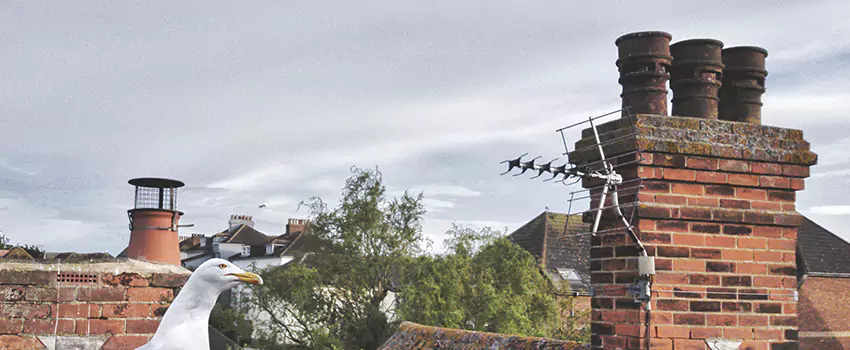 Chimney Cleaning And Restoration in Sun City Center, Florida